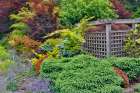 USA, Washington State, Sammamish. Garden in springtimewith evergreens, Japanese maple and barberry Art Print